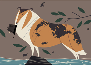 Collie Collie