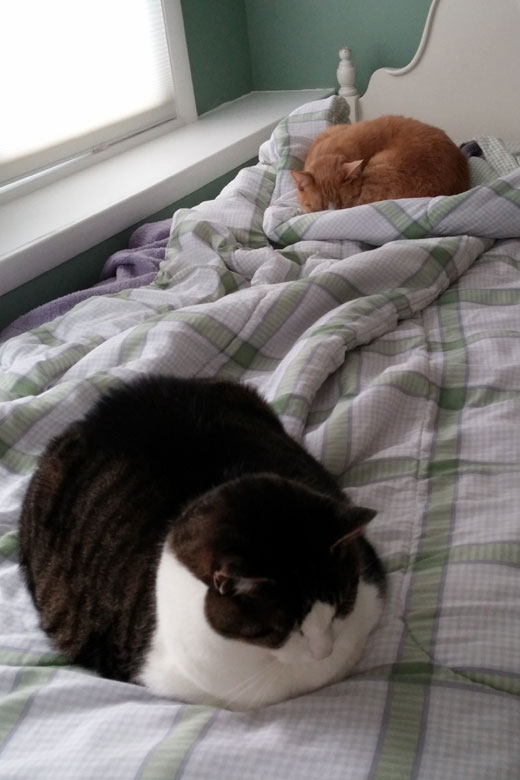 kittiesSM