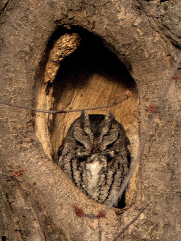 owl2