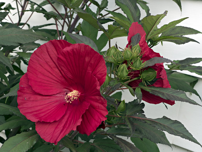 P7288959sm